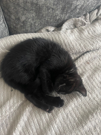 Kitten