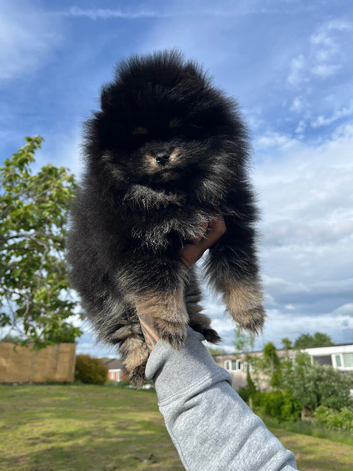 Teddy bear pomerian