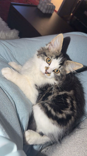 Fluffy cat