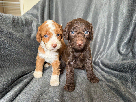 Beautiful cockapoo  Puppies boys and girls