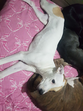 Dog for sale