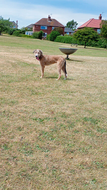 Wheaton x greyhound