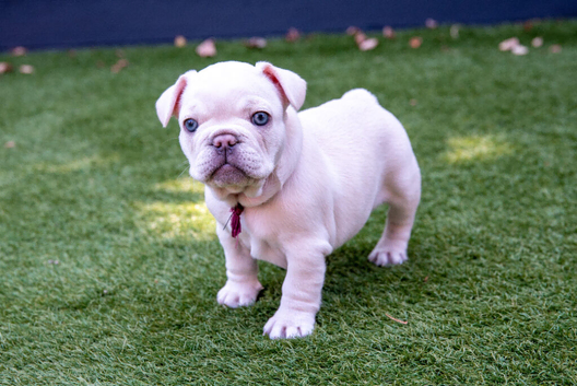 Cream Frenchie pups-Dad 3rd Gen KC reg/Mum 5-panel clear