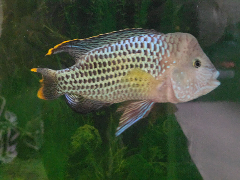 Green terror cichlid