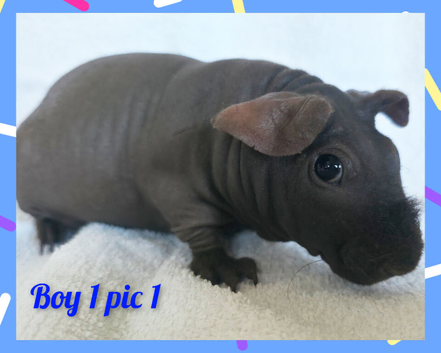 Beautiful bonded baby brothers skinny pigs