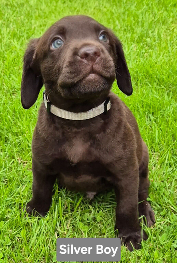 Exceptional KC Reg Chocolate Labrador Puppies