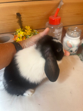 Mini lop