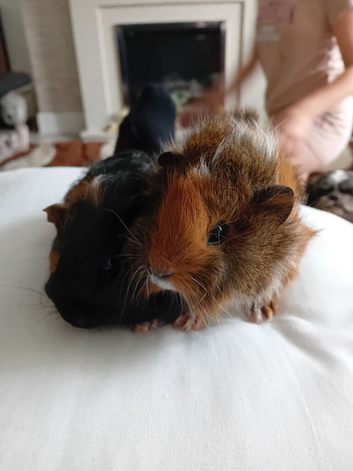 Guinea pigs