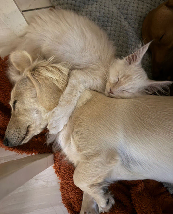 Maine Coon 3/4 Cross Kittens