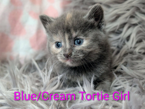 Pretty kittens > British Blue x Calico half Bengal from &pound;100..