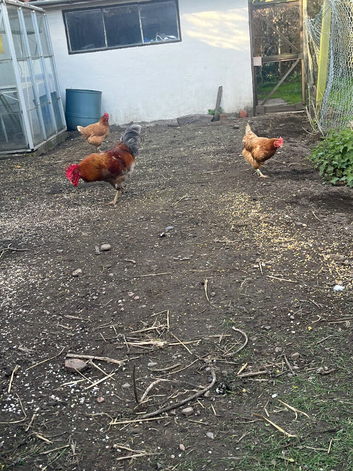 Free English cockerel