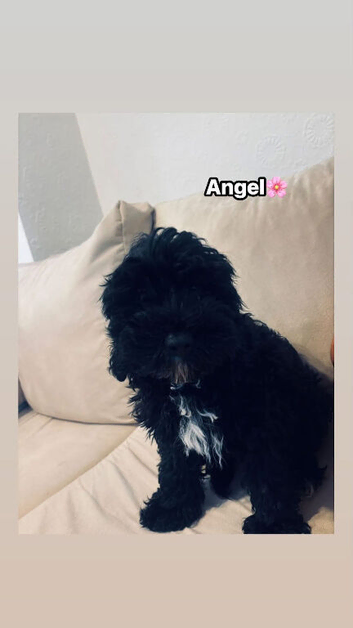 Last f1b toy cockapoo female 3months old
