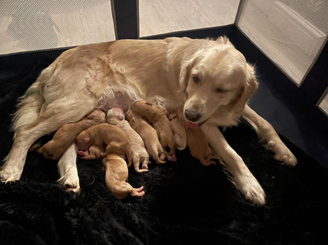 Golden doodle puppies