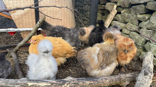 USA silkies