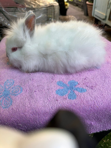 Lionhead  Bunnies