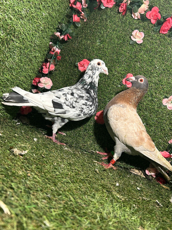 Colour racing pigeons