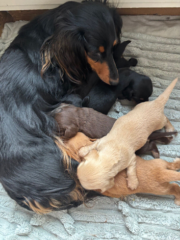 Miniature long haired pups