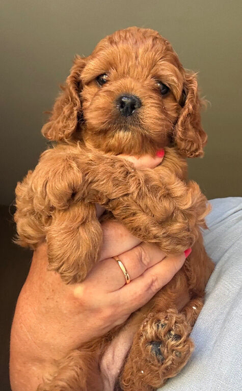 F1 Red Cavapoo pups