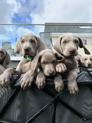Weimaraner Pups - Ready to Leave