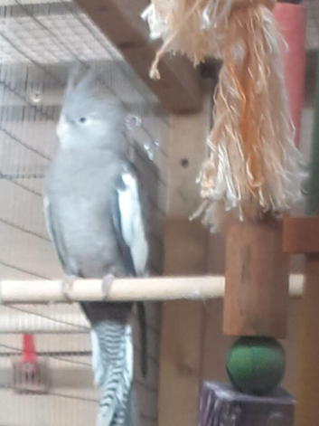 Various Colours Cockatiels