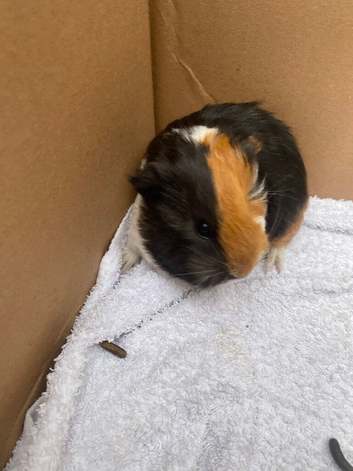 Young guinea pigs