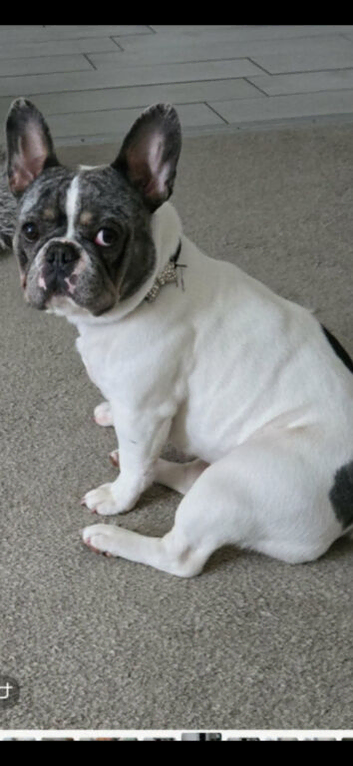 2 year old French bull