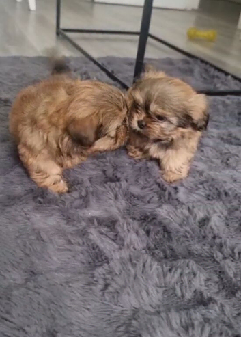 Beautiful Shih Tzu Puppies &ndash; 1 Boy & 1 Girl