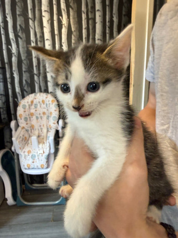 Kittens
