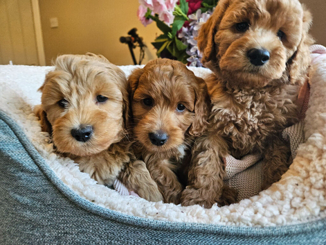 Ready, licenced, dna clear miniature cockapoo girls only!