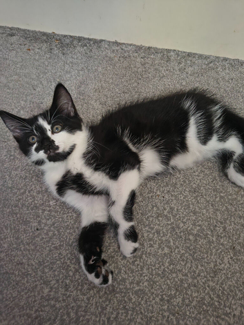 1 beautiful kitty