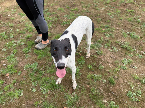 Lurcher for sale