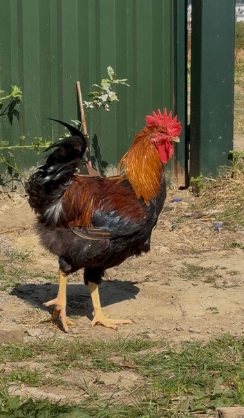 Welsummer cocks
