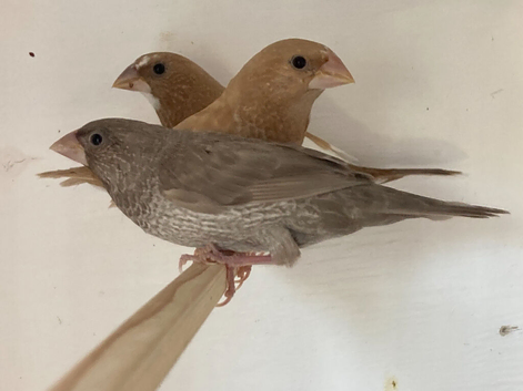 Bengalese Finches For Sale in Melton Mowbray