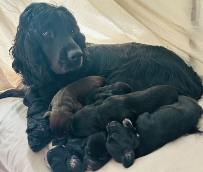 Cockapoo