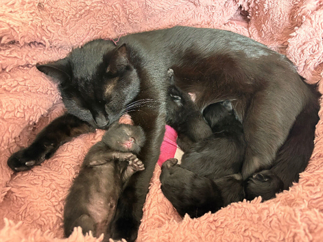 Black Kittens