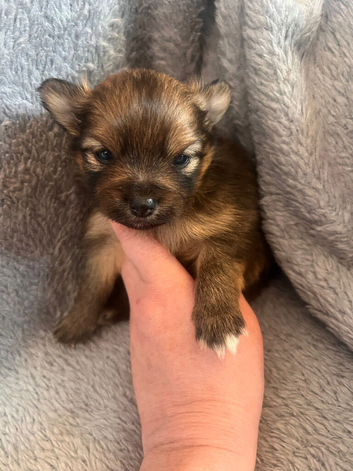 Pomeranian Puppies