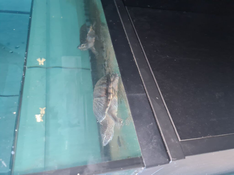 2 musk turtles