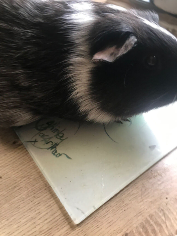 Adult female guinea pig