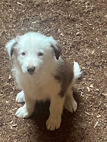 Border collie puppies