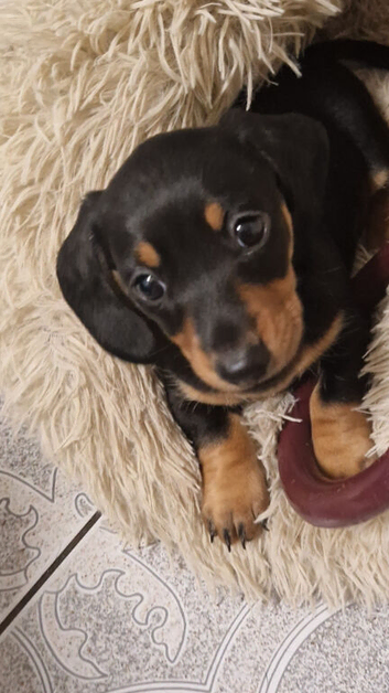Dachshund puppy