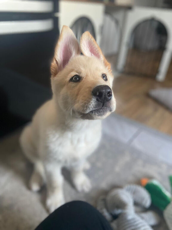 6 month old German shepherd northern Inuit male pup