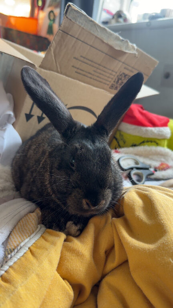 Mini lop
