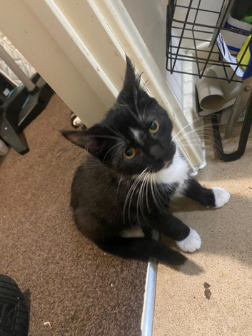 2 black and white male kittens