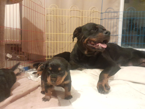 German Rottweiler puppies