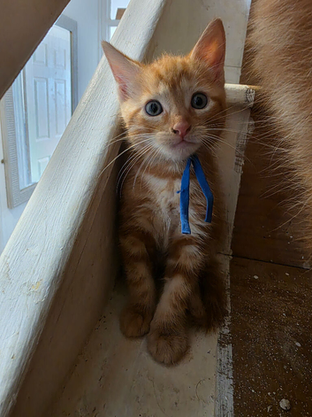1 male ginger kittens