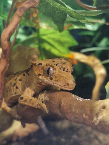 Crested gecko and set up