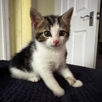 1x female kitten for sale