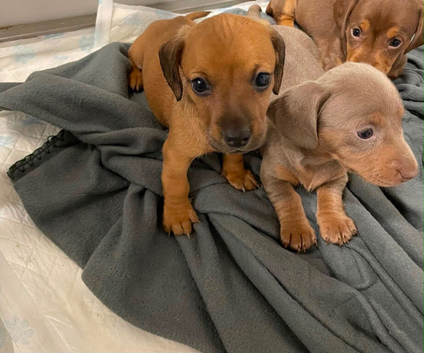 Dachshund