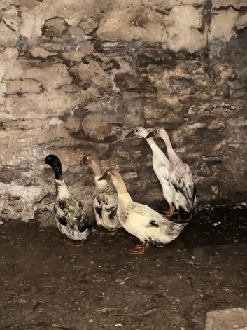 Ducks