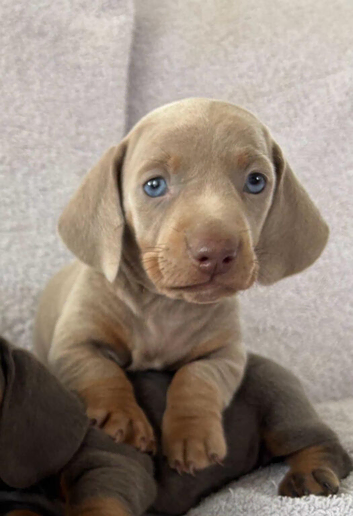 Council Registered DNA Tested Mini Smooth Dachshund Pups